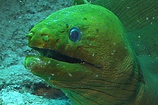 green Murray